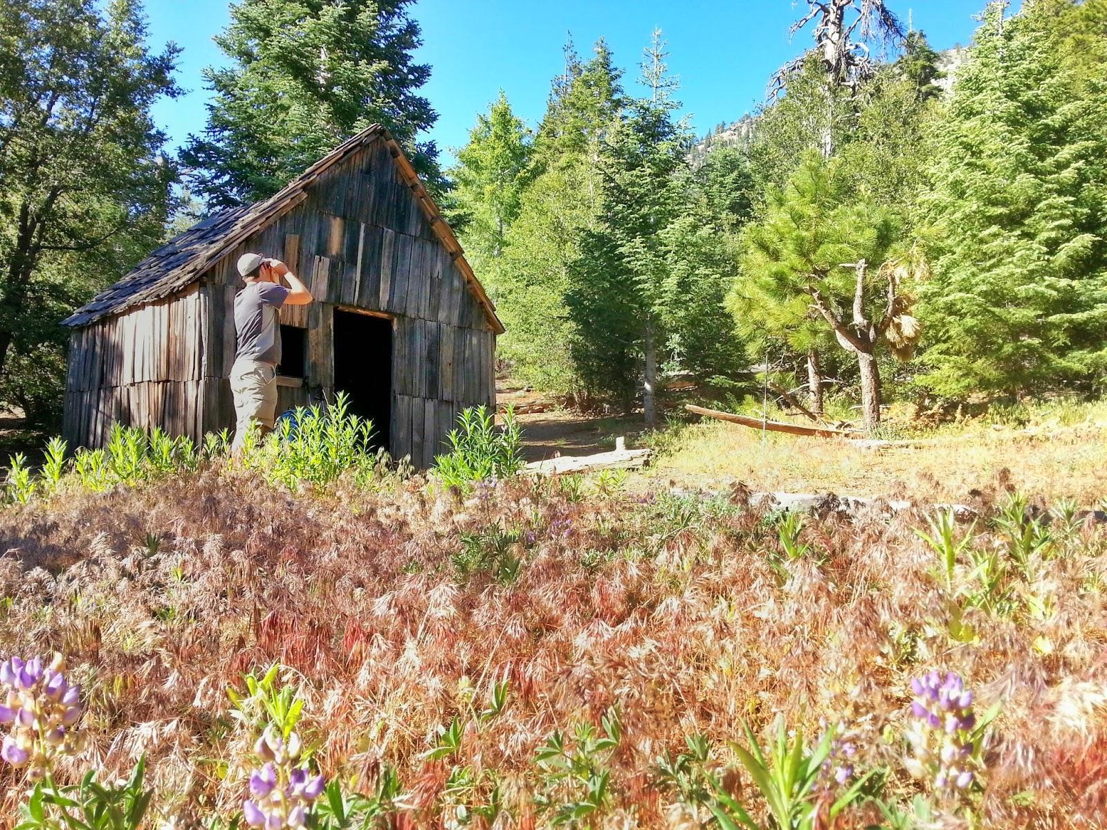 Hiker Discovered an Old Shed Deep in the Woods — What He Found Inside Saved His Life
